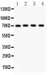 1 - Anti-Neuregulin-1 Antibody ABO11990