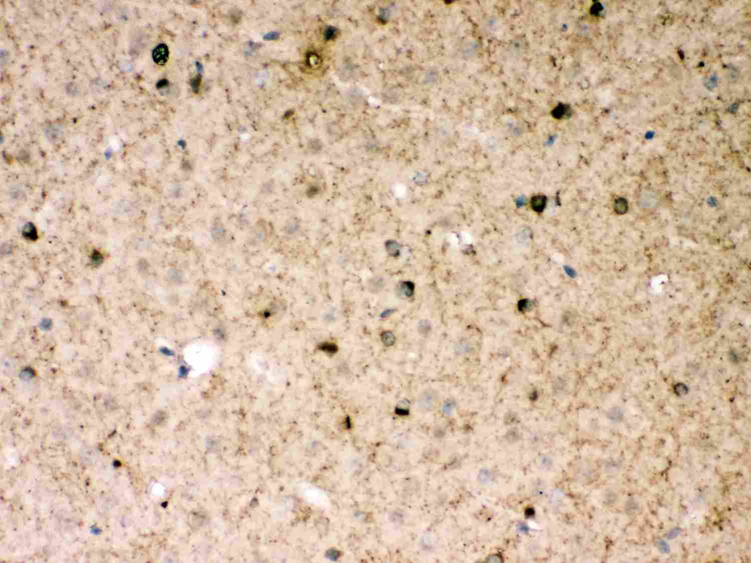 2 - Anti-Parkin Picoband Antibody ABO11998
