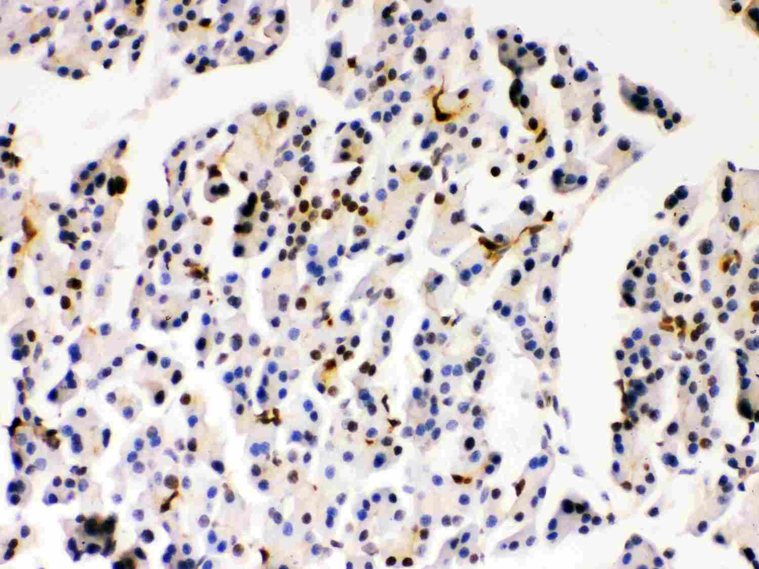 2 - Anti-PARK7/DJ1 Picoband Antibody ABO11999