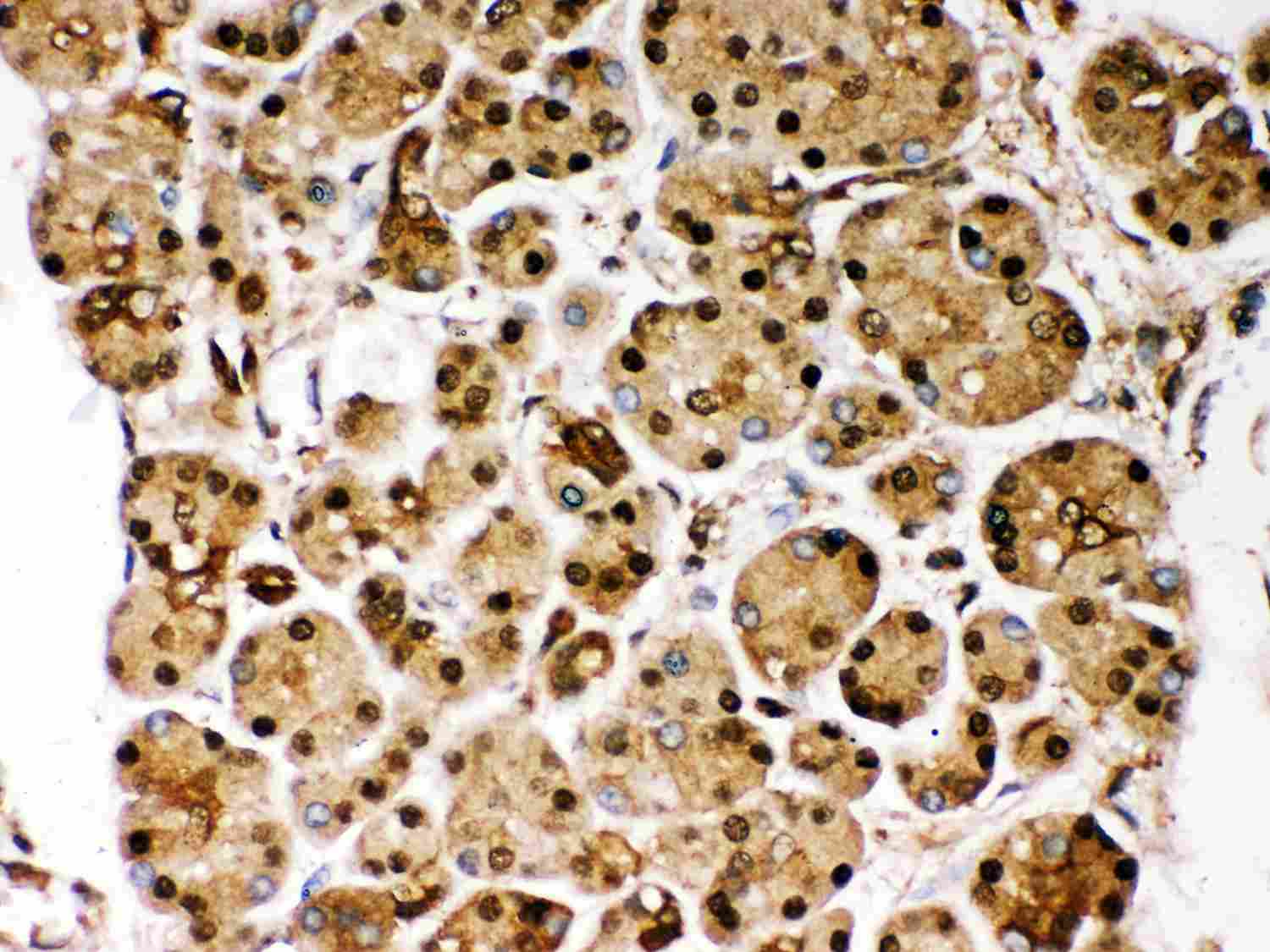 2 - Anti-PARK7/DJ1 Picoband Antibody ABO11999