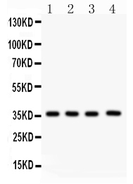 1 - Anti-PBK Picoband Antibody ABO12001