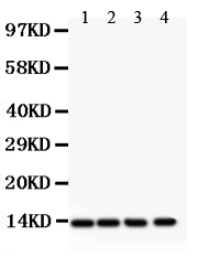 1 - Anti-PDGF-BB Antibody ABO12002