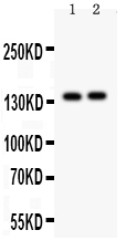 1 - Anti-PER2 Picoband Antibody ABO12003