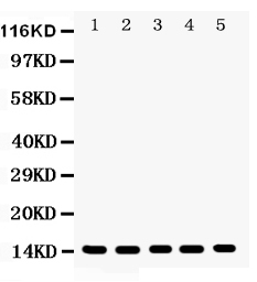1 - Anti-Profilin 1 Picoband Antibody ABO12004
