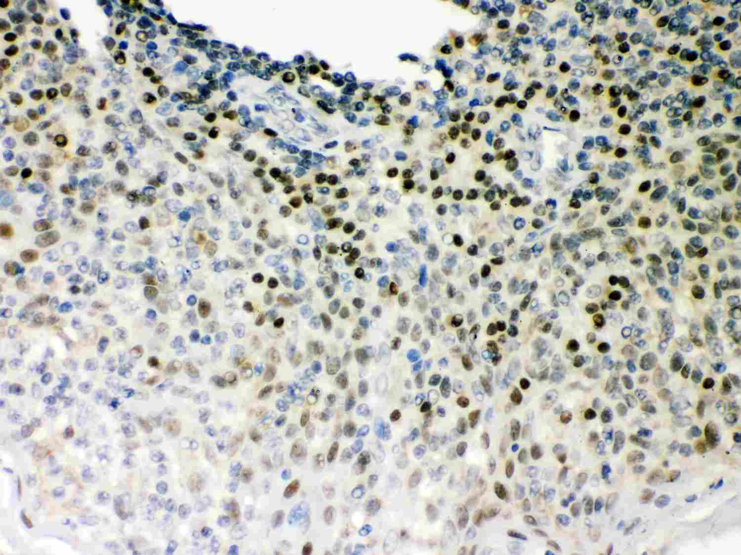 2 - Anti-Oct-1 Picoband Antibody ABO12008