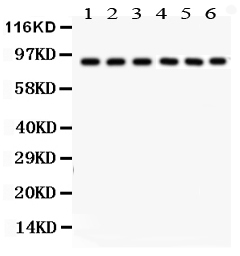 1 - Anti-Oct-1 Picoband Antibody ABO12008