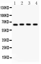 1 - Anti-NF-kB p65 Picoband Antibody ABO12015