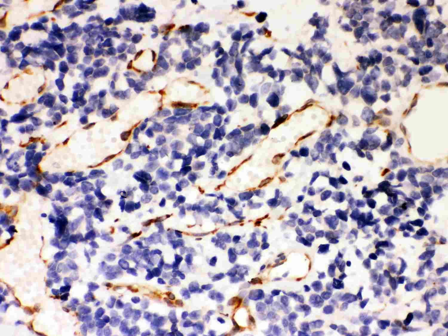 2 - Anti-Hsp47 Picoband Antibody ABO12016