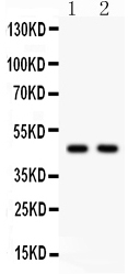 1 - Anti-Hsp47 Picoband Antibody ABO12016