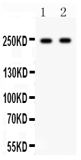 1 - Anti-CaV1.3 Picoband Antibody ABO12020