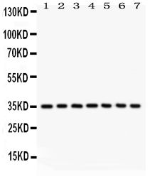 1 - Anti-Caspase-9 Picoband Antibody ABO12023