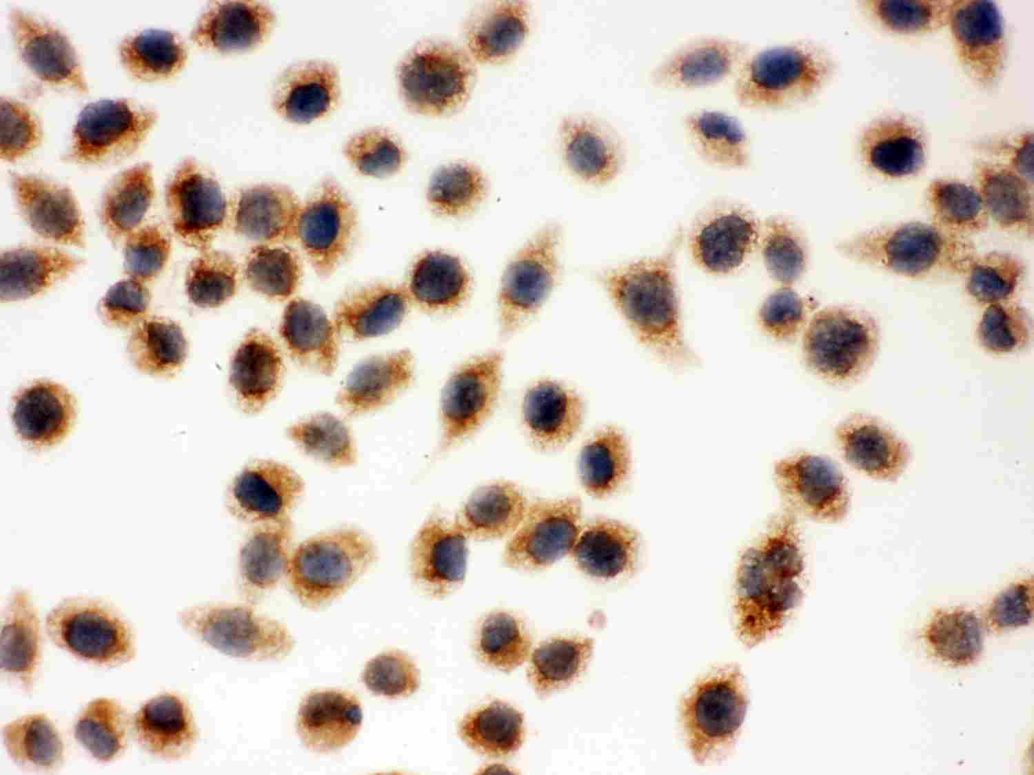 8 - Anti-Cytochrome C Picoband Antibody ABO12025