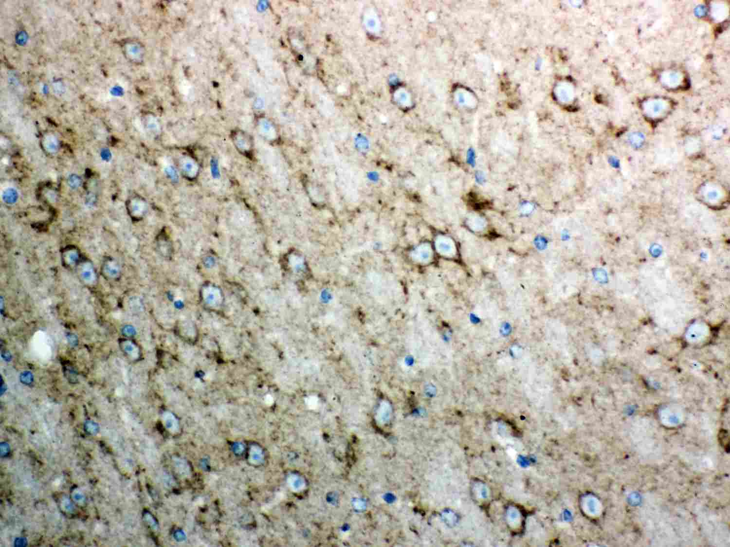 2 - Anti-Cytochrome C Picoband Antibody ABO12025