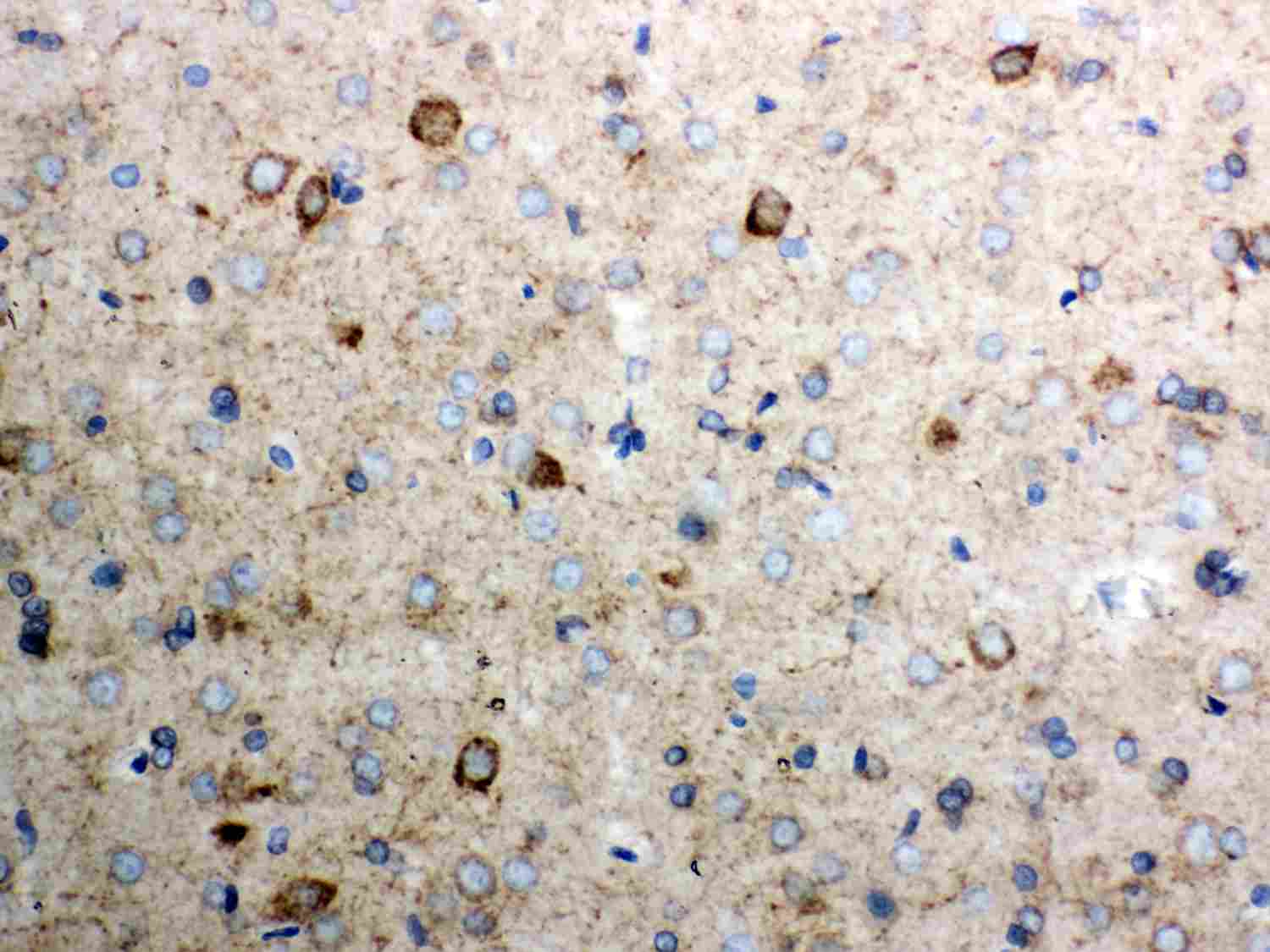 2 - Anti-Cytochrome C Picoband Antibody ABO12025