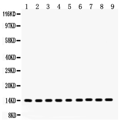 1 - Anti-Cytochrome C Picoband Antibody ABO12025