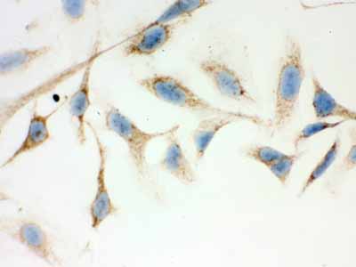 2 - Anti-ERAB Antibody Antibody ABO12027