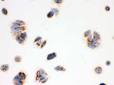 2 - Anti-ERAB Antibody Antibody ABO12027