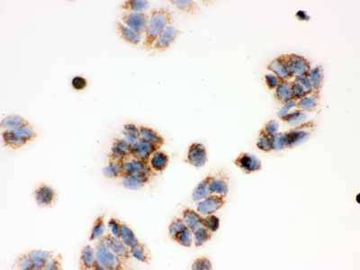 2 - Anti-ERAB Antibody Antibody ABO12027