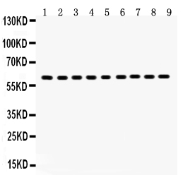 1 - Anti-Hsp60 Picoband Antibody ABO12028
