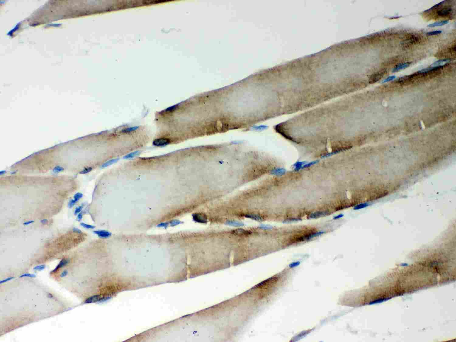 2 - Anti-LYRIC Picoband Antibody ABO12029