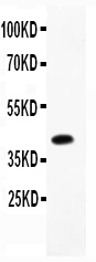 1 - Anti-APPBP1 Picoband Antibody ABO12030