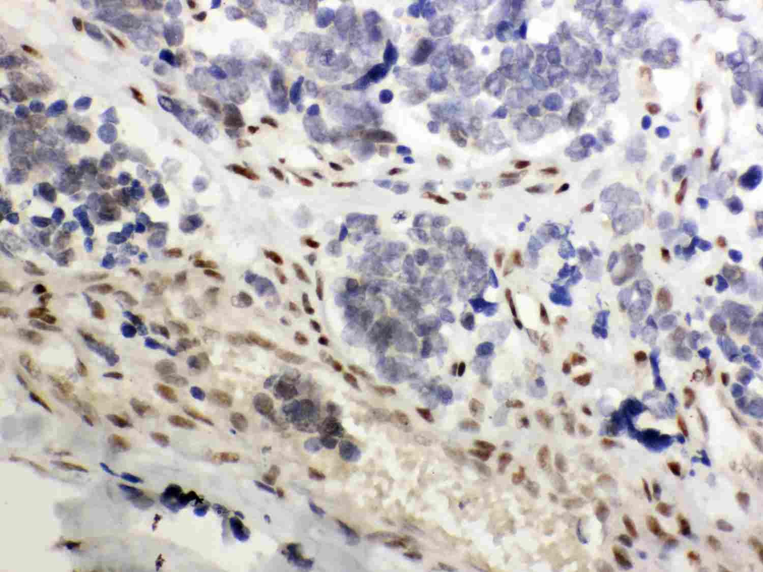 2 - Anti-NR3C1 Picoband Antibody ABO12033