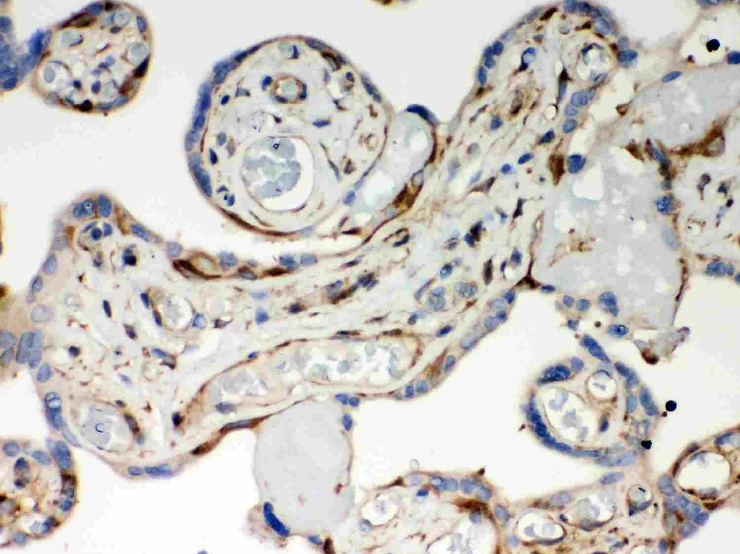 2 - Anti-Optineurin Picoband Antibody ABO12034