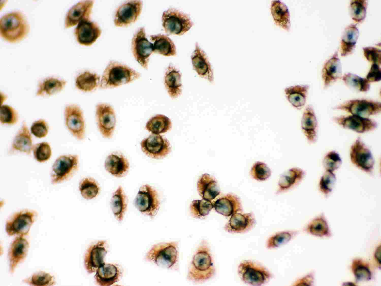 8 - Anti-Peroxiredoxin 1 Picoband Antibody ABO12039
