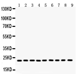 1 - Anti-Peroxiredoxin 1 Picoband Antibody ABO12039