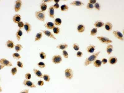2 - Anti-Peroxiredoxin 3 Picoband Antibody ABO12040