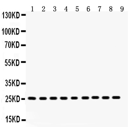 1 - Anti-Peroxiredoxin 3 Picoband Antibody ABO12040