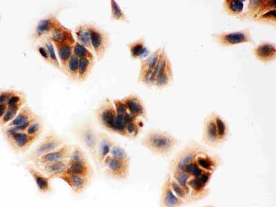 8 - Anti-MASPIN Picoband Antibody ABO12047