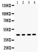 1 - Anti-MASPIN Picoband Antibody ABO12047