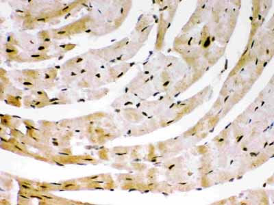 2 - Anti-SIRT6 Picoband Antibody ABO12048