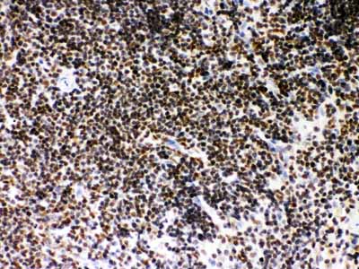2 - Anti-SIRT7 Picoband Antibody ABO12049