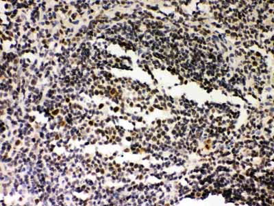 2 - Anti-SIRT7 Picoband Antibody ABO12049