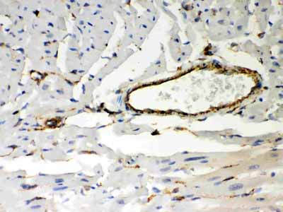 2 - Anti-Vimentin Picoband Antibody ABO12050
