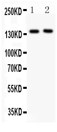 1 - Anti-P-Selectin Antibody ABO12054
