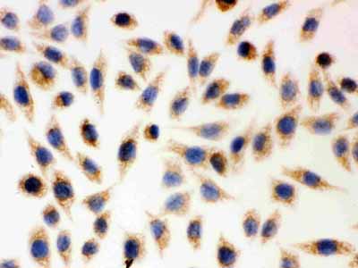 8 - Anti-AIF Picoband Antibody ABO12057