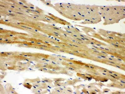 2 - Anti-AIF Picoband Antibody ABO12057