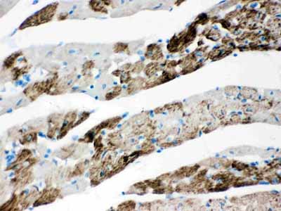 2 - Anti-AIF Picoband Antibody ABO12057