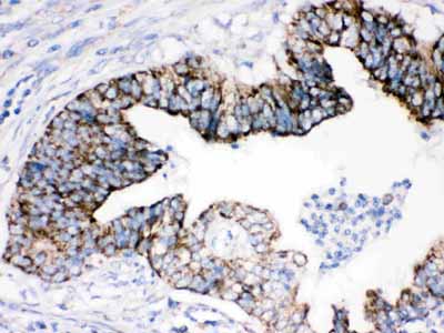 2 - Anti-AIF Picoband Antibody ABO12057