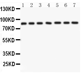 1 - Anti-AIF Picoband Antibody ABO12057