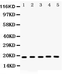 1 - Anti-Caspase-2 Picoband Antibody ABO12059