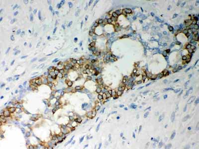 2 - Anti-Caspase-7 Picoband Antibody ABO12060