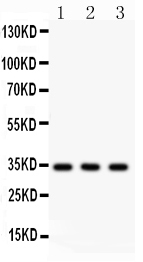 1 - Anti-Caspase-7 Picoband Antibody ABO12060
