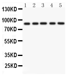1 - Anti-CD36/SR-B3 Antibody ABO12062