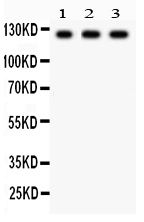 1 - Anti-PLD1 Picoband Antibody ABO12071