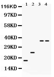 1 - Anti-PLN Picoband Antibody ABO12072