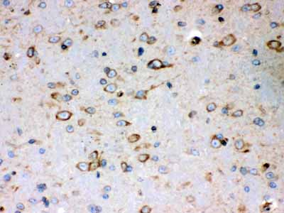 2 - Anti-Peroxiredoxin 4 Picoband Antibody ABO12074